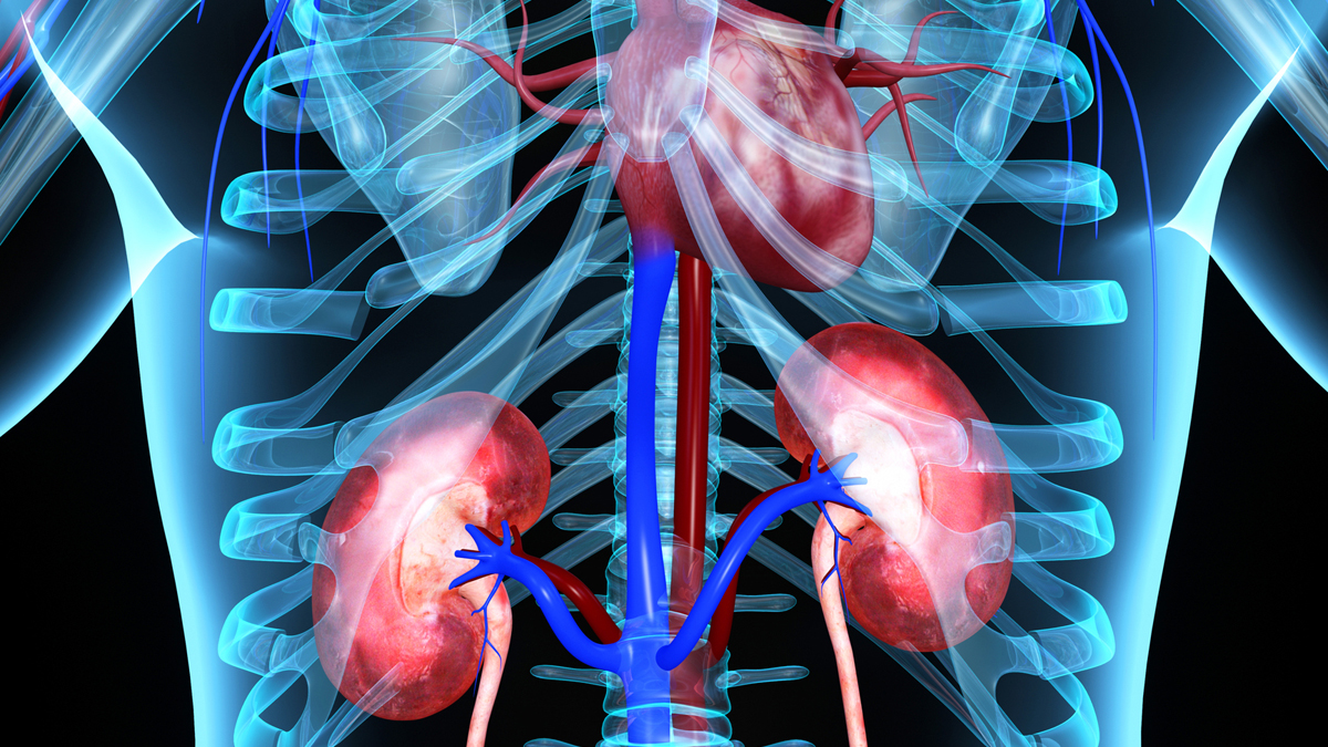 Kidney